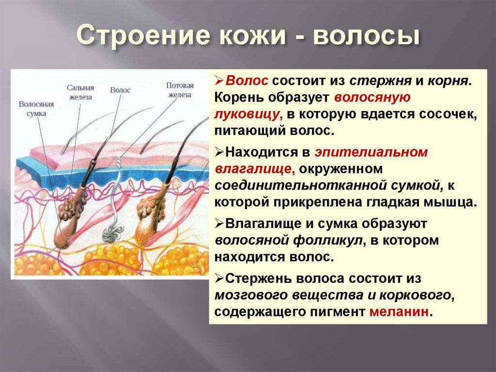 Где расположены сальные потовые железы и корни. Строение кожи и волоса. Строение волосяного фолликула. Структура волоса. Строение фолликула волоса.