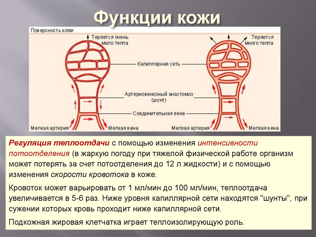 Характеристика органов чувств в свете учения об анализаторах общий план их строения