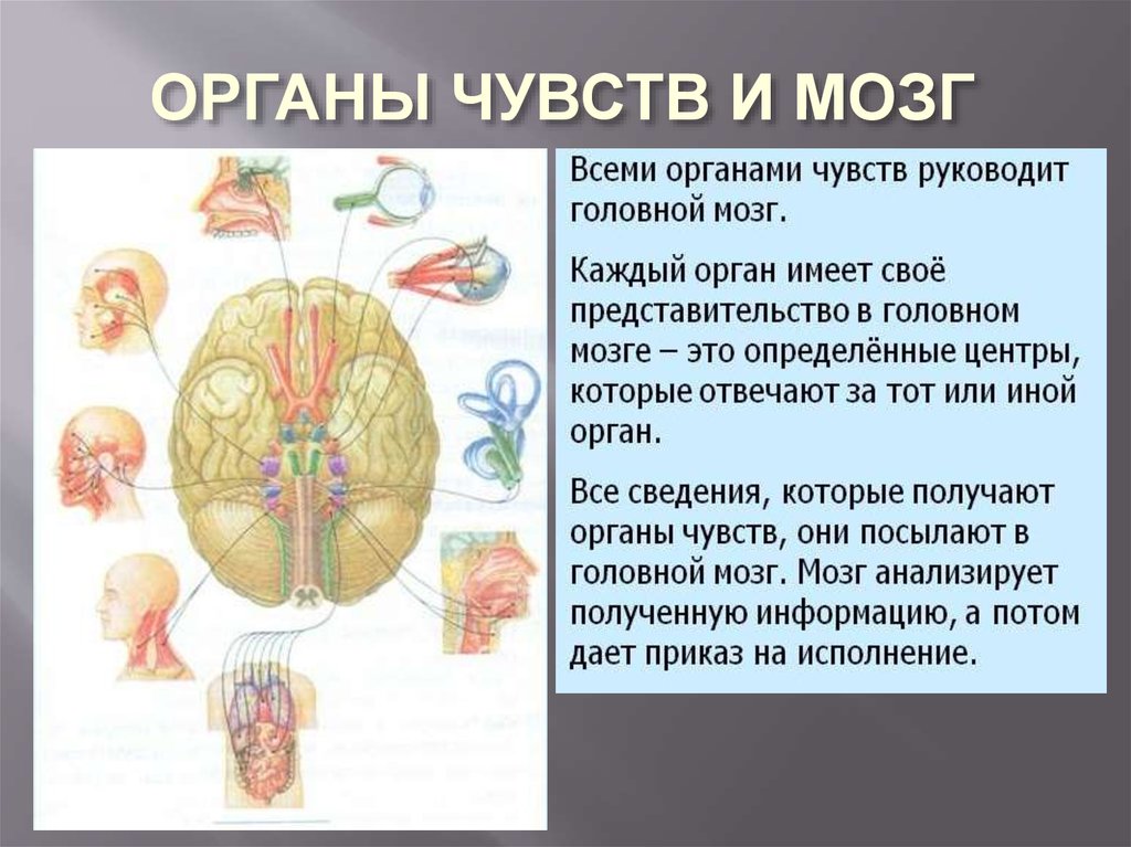 Мозг информация. Мозг и органы чувств. Головной мозг органы чувств. Информация от органов чувств поступает в. Эмоции в головном мозге.