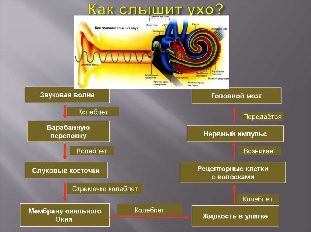 Передача звуковых волн в ухе