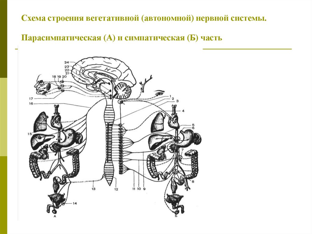 Отделы нервной системы рисунок