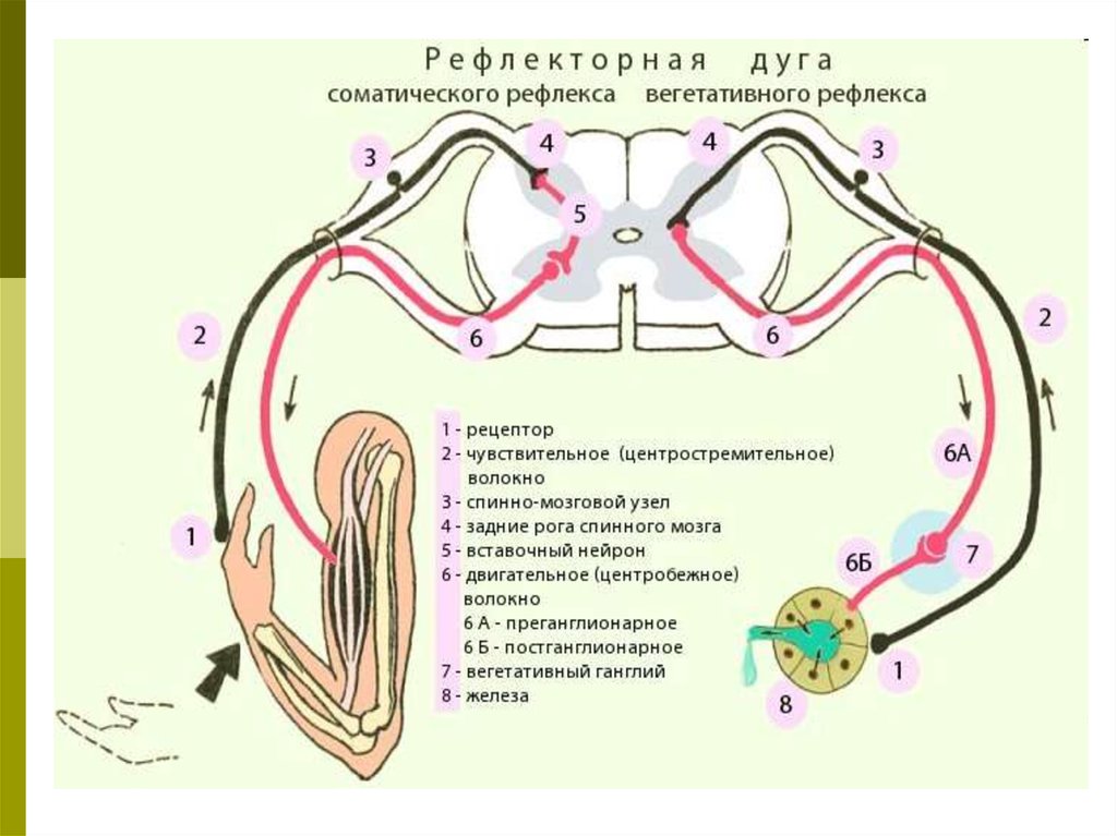 Нервная дуга схема