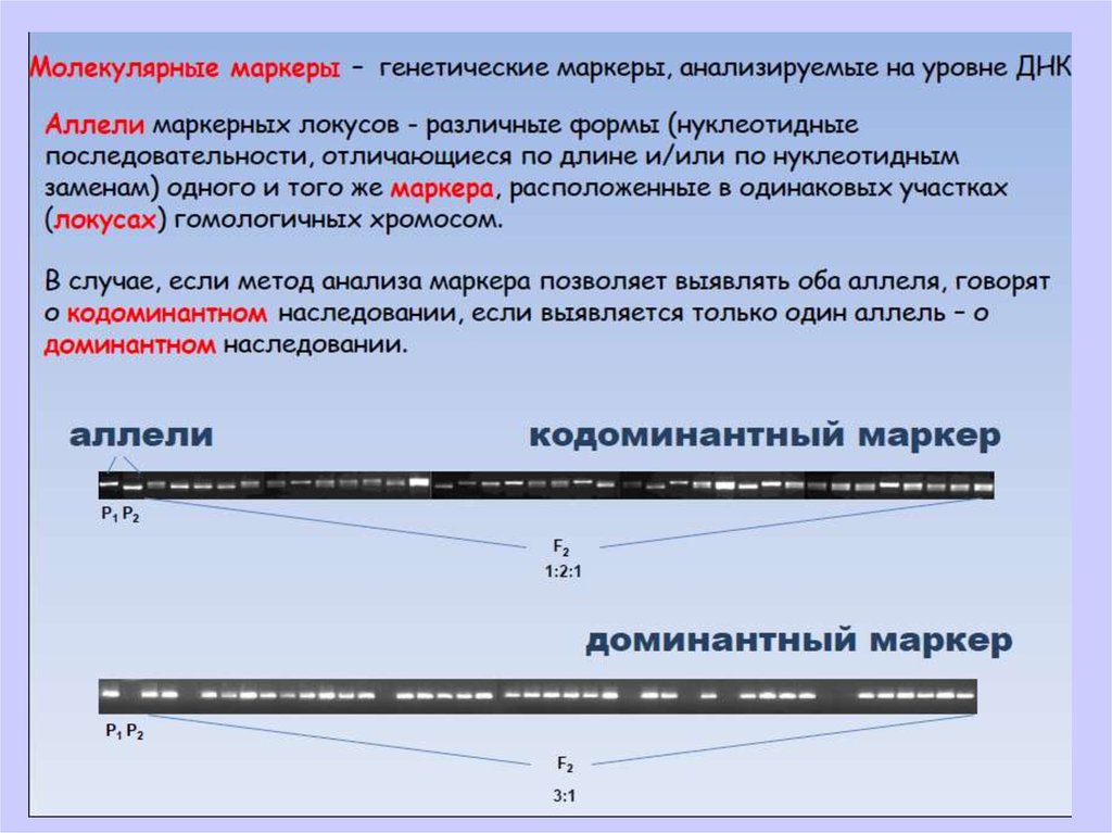 Порядок отличаться. Молекулярные маркеры. Молекулярные маркеры в генетических исследованиях. Источник генетических ресурсов. Кодоминантные маркеры.