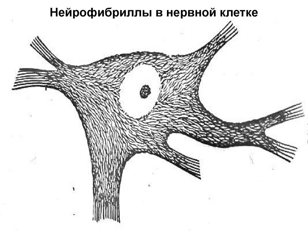 Мультиполярный нейрон спинного мозга рисунок