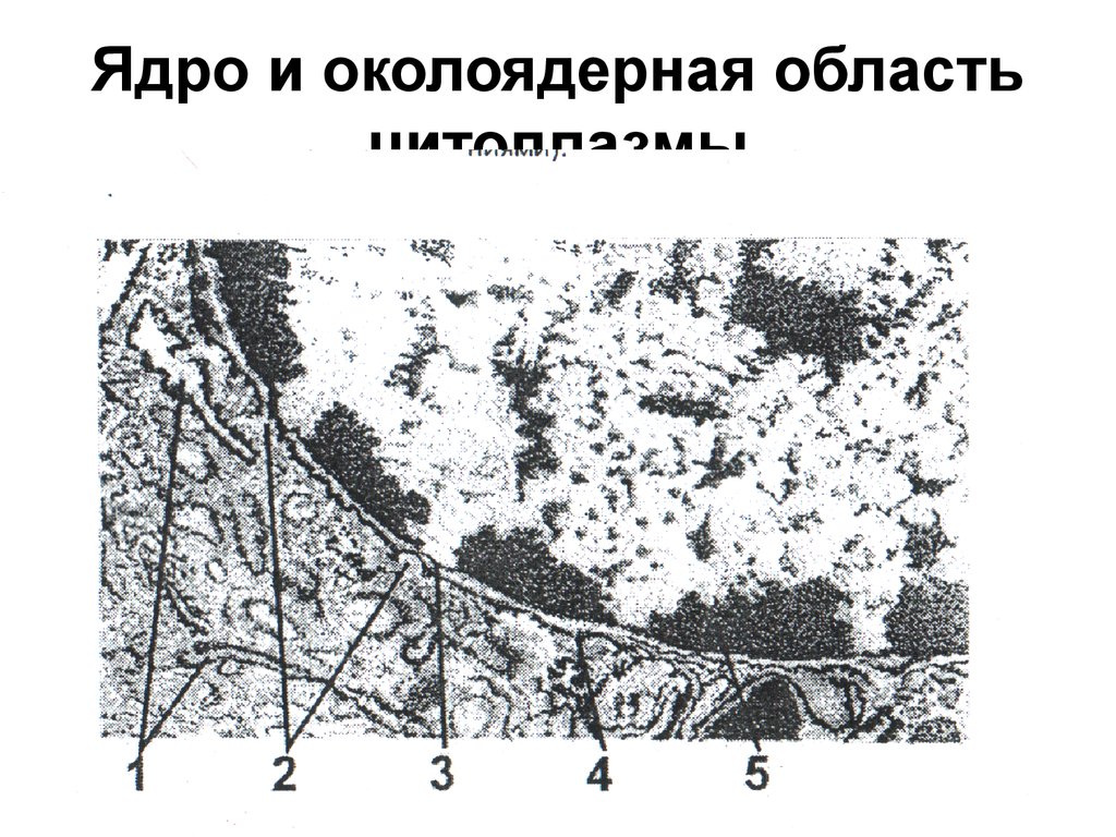 Ядро и околоядерная область цитоплазмы