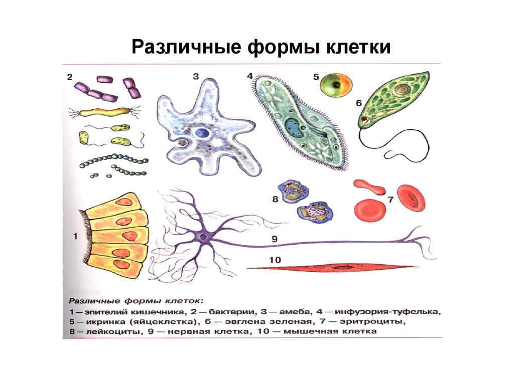 Типы строения клеток. Формы клеток анатомия. Формы клеток и их функции. Типы клеток схема. Строение различных видов клеток.