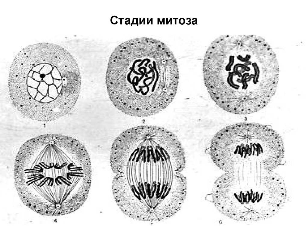 Фазы митоза клетки. Стадии деления клетки митоз. Фазы митоза иллюстрации. Изображение фаз митоза. Фазы митоза рисунок-схема.