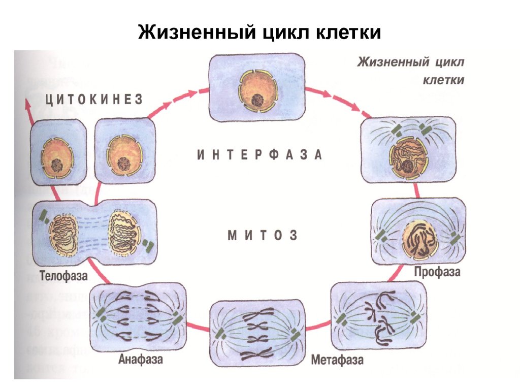 Размножение клетки жизненный цикл