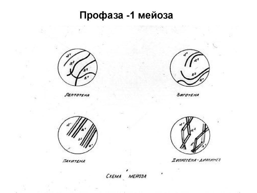 Первая профаза мейоза. Фазы профазы 1 мейоза. Этапы профазы 1 мейоза. Профаза 1 мейоза рисунок. Мейоз профаза 1 процессы лептотена.