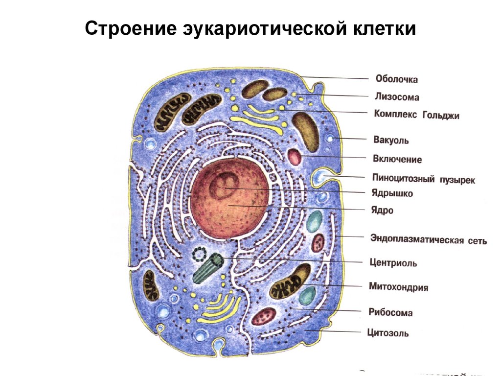 Схема строения эукариотической клетки