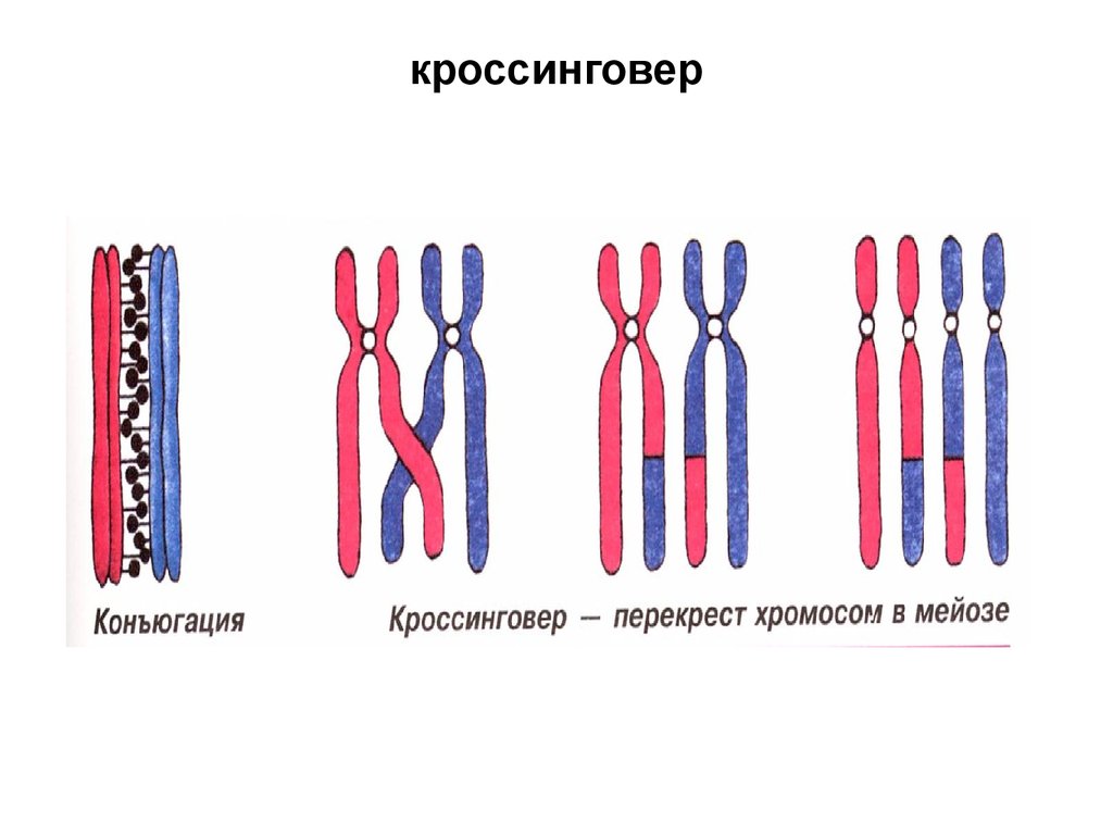 Спирализация хромосом конъюгация. Схема кроссинговера хромосом. Процесс конъюгации и кроссинговера рисунок. Схема конъюгации хромосом. Кроссинговер в мейозе.