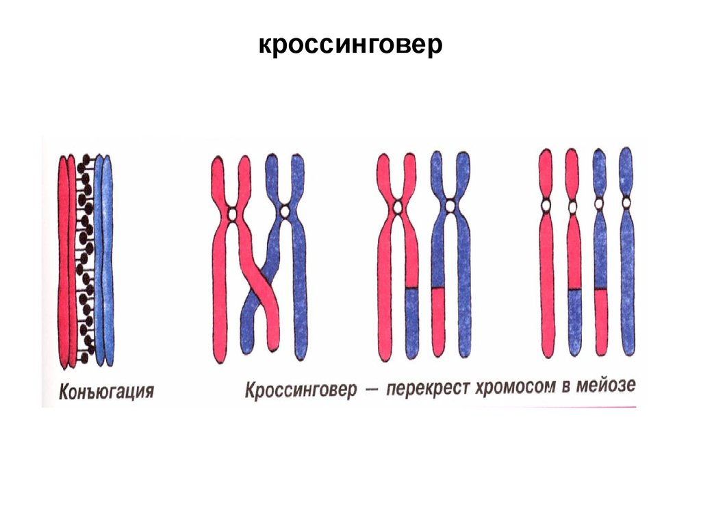 Конъюгация хромосом. Схема кроссинговера хромосом. Процесс конъюгации и кроссинговера рисунок. Процесс кроссинговера рисунок. Конъюгация и кроссинговер хромосом.