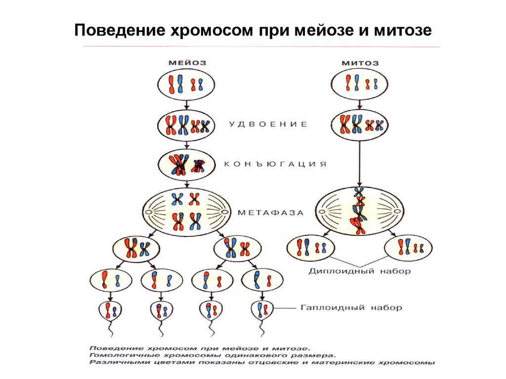 Схема хромосомного набора. Схема митоза 2n. Набор хромосом материнской клетки в мейозе. Набор хромосом и процессы в митозе и в мейозе. Схема мейоза с набором хромосом и ДНК.