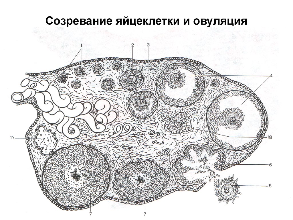 Яичник самок