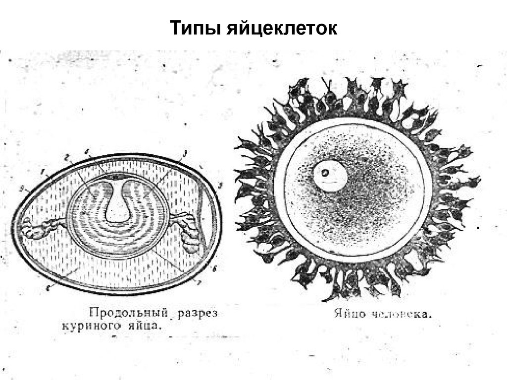 4 яйцеклетки. Тип строения яйцеклетки млекопитающих. Строение яйцеклетки желток. Строение яйцеклетки человека рисунок. Тип яйцеклетки у человека.