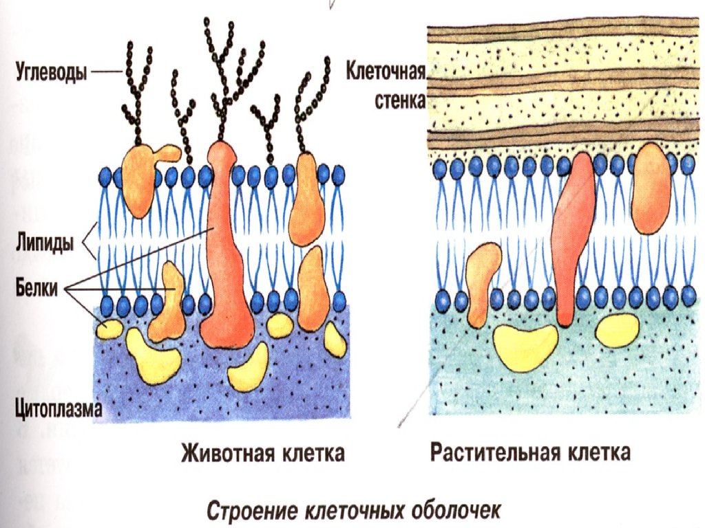 Клеточная стенка растений презентация