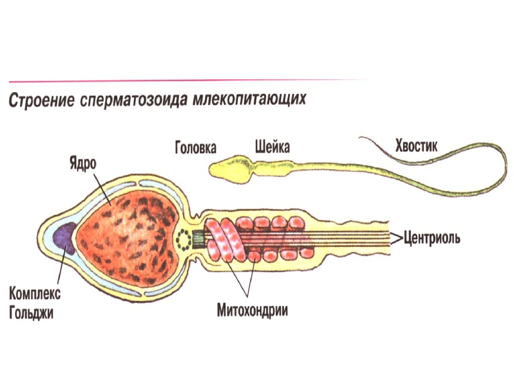 Схема строения спермия