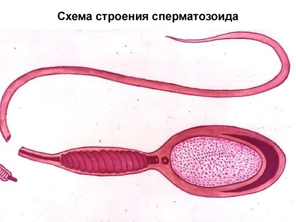 Схема строения спермия