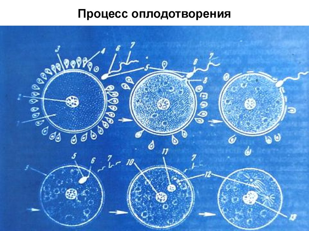 Процесс оплодотворения клетки. Процесс оплодотворения. Схема оплодотворения женщины. Описать процесс оплодотворения. Процессу «оплодотворения» предшествует процесс «__________________»..