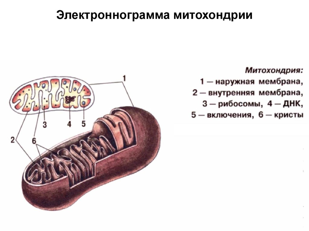 Схема митохондрии с подписями