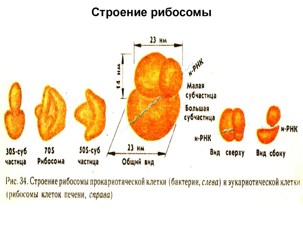 Строение рибосома рисунок