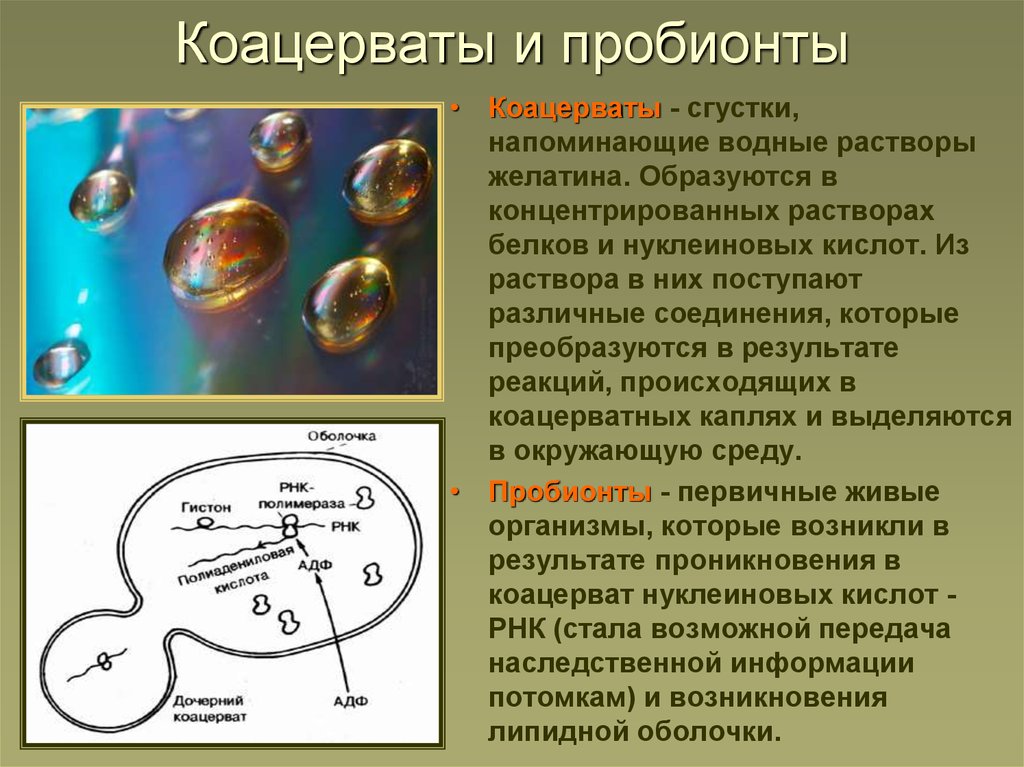 Возникновение клеточной формы жизни. Возникновение жизни на земле коацерваты. Пробионты. Возникновение жизни на земле Протобионты. Пробионты это в биологии.