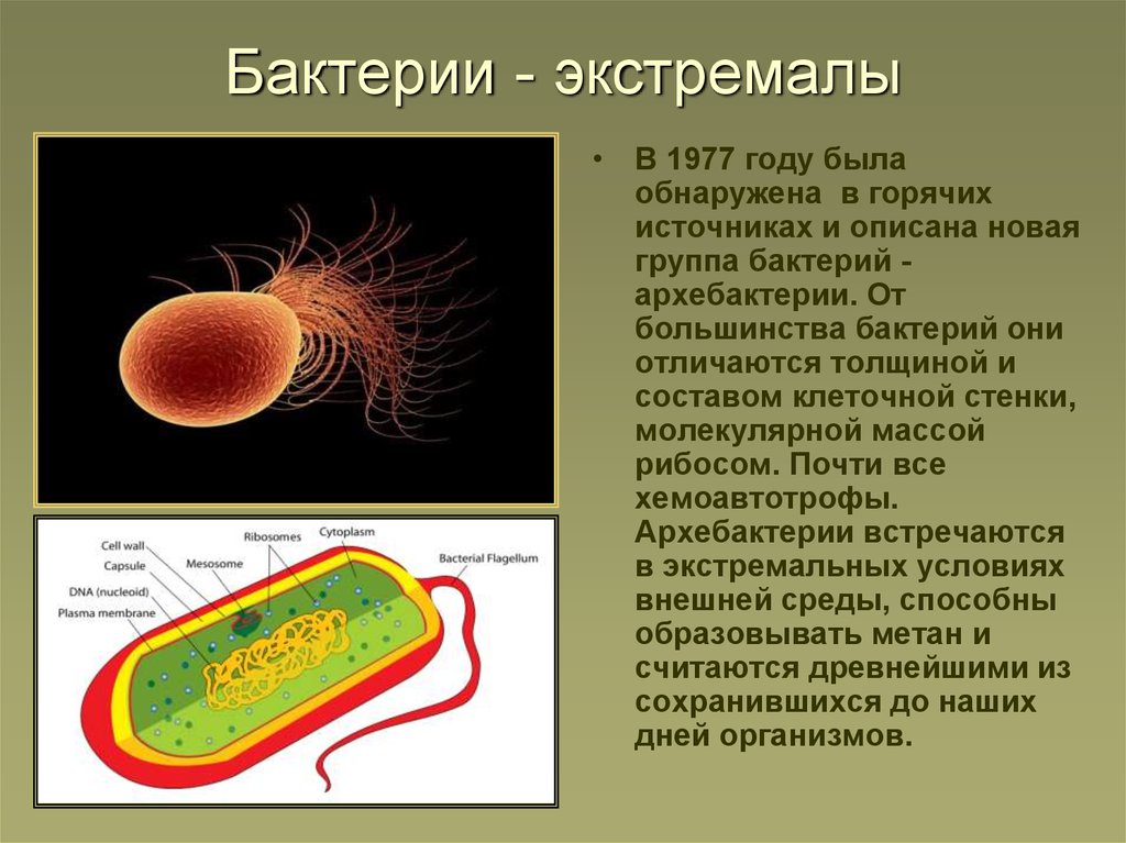 Бактерии прокариоты 5 класс. Археи и архебактерии. Прокариоты архебактерии. Клеточная стенка архебактерий. Прокариоты бактерии и археи.