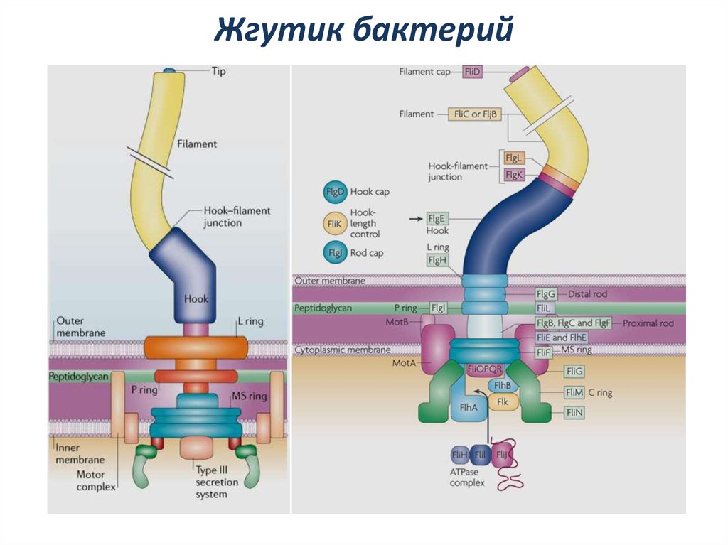 Состав жгутиков бактерий. Строение жгутика грамположительных бактерий. Строение жгутиков грамположительных и грамотрицательных бактерий. Строение жгутика у грамотрицательных и грамположительных бактерий. Строение жгутика бактерий.