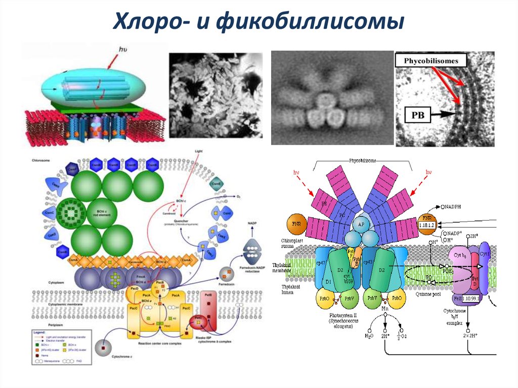 Postgenomics: Perspectives on