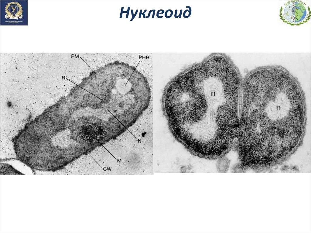 Кольцевой нуклеоид