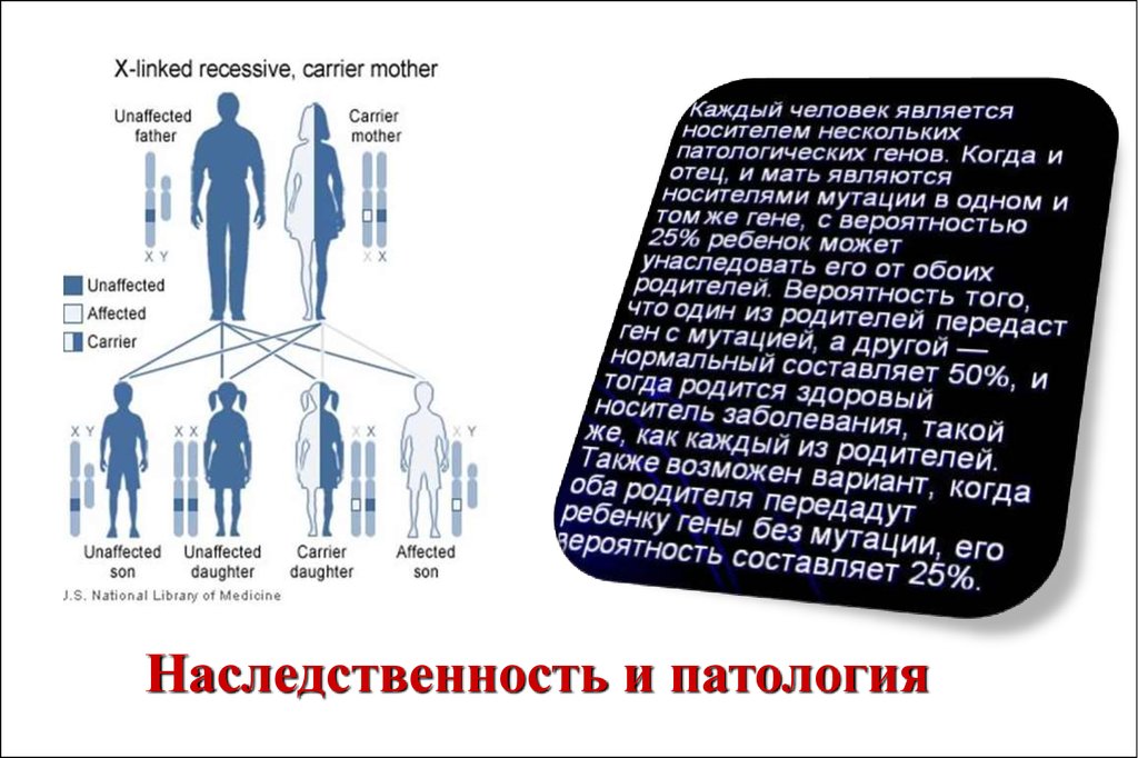 Наследственность и патология презентация