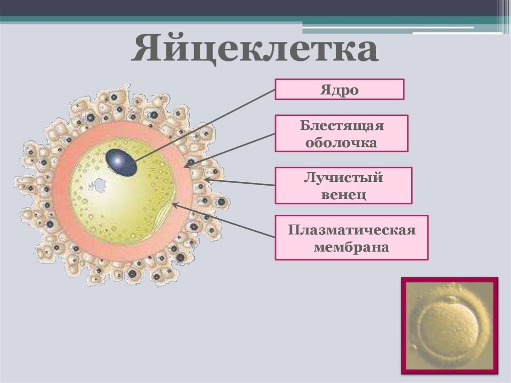 Яйцеклетки образуются. Яйцеклетка оболочка фолликулярные клетки. Строение яйцеклетки млекопитающего. Строение яйцеклетки блестящая оболочка. Оболочки яйцеклетки млекопитающих.