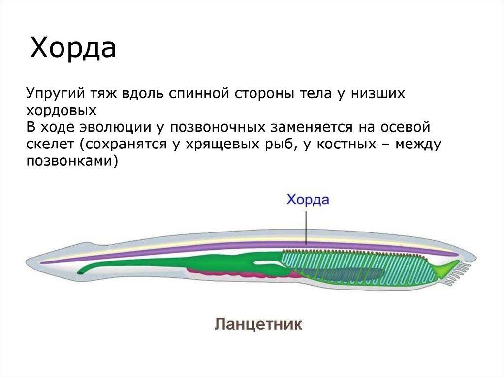 Хорда фото биология