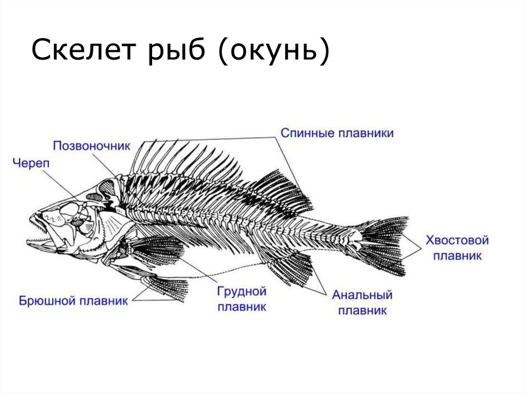 Скелет рыб 7 класс. Опорно двигательная система система рыб. Опорно двигательная система скелет рыбы. Скелет костистой рыбы отделы. Строение опорно двигательной системы у рыб.