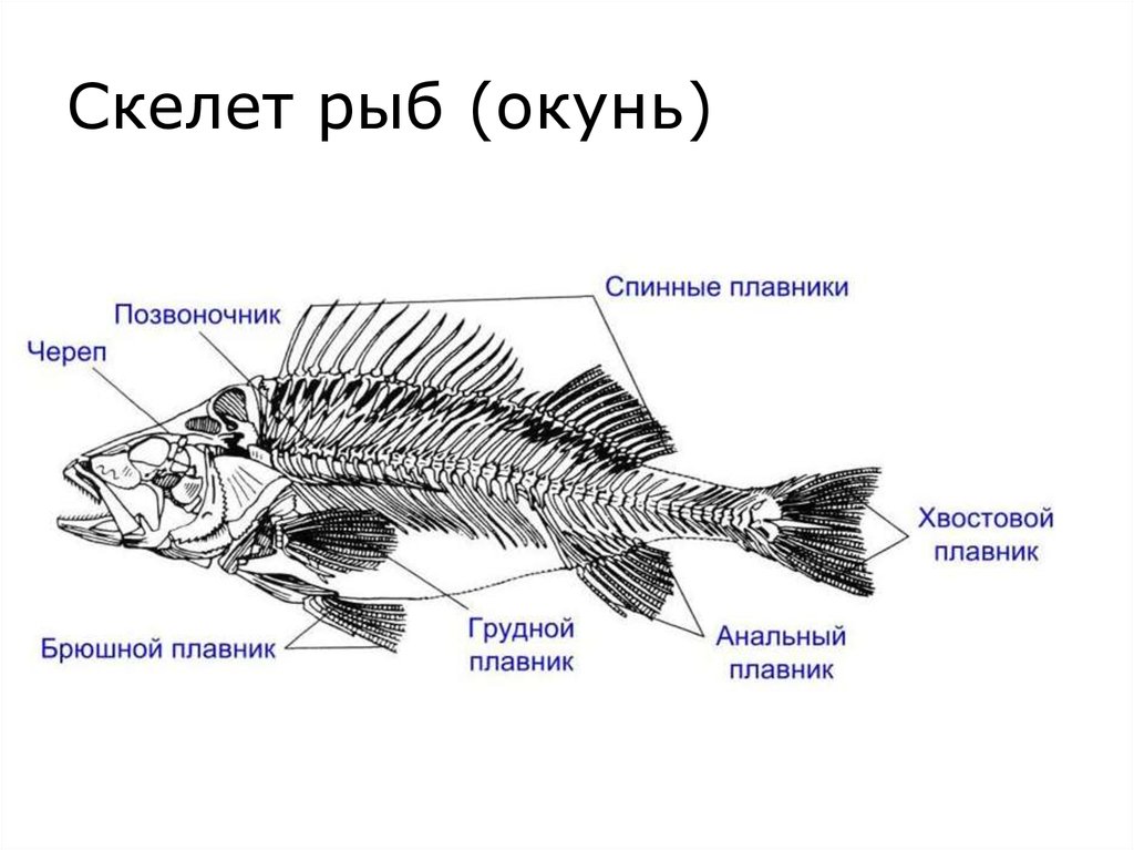 Скелет щуки схема