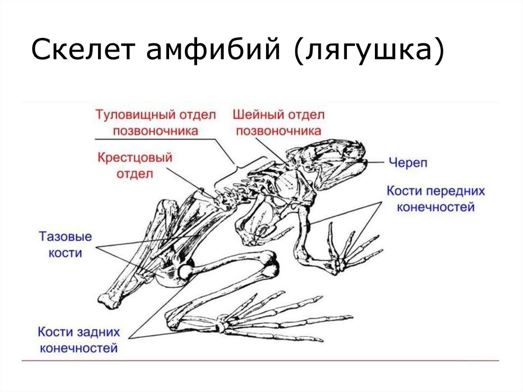 Отделы биологии 7 класс. Строение скелета лягушки биология. Опорно двигательная система лягушки скелет. Земноводные строение скелета задних конечностей. Отделы скелета земноводных лягушки.