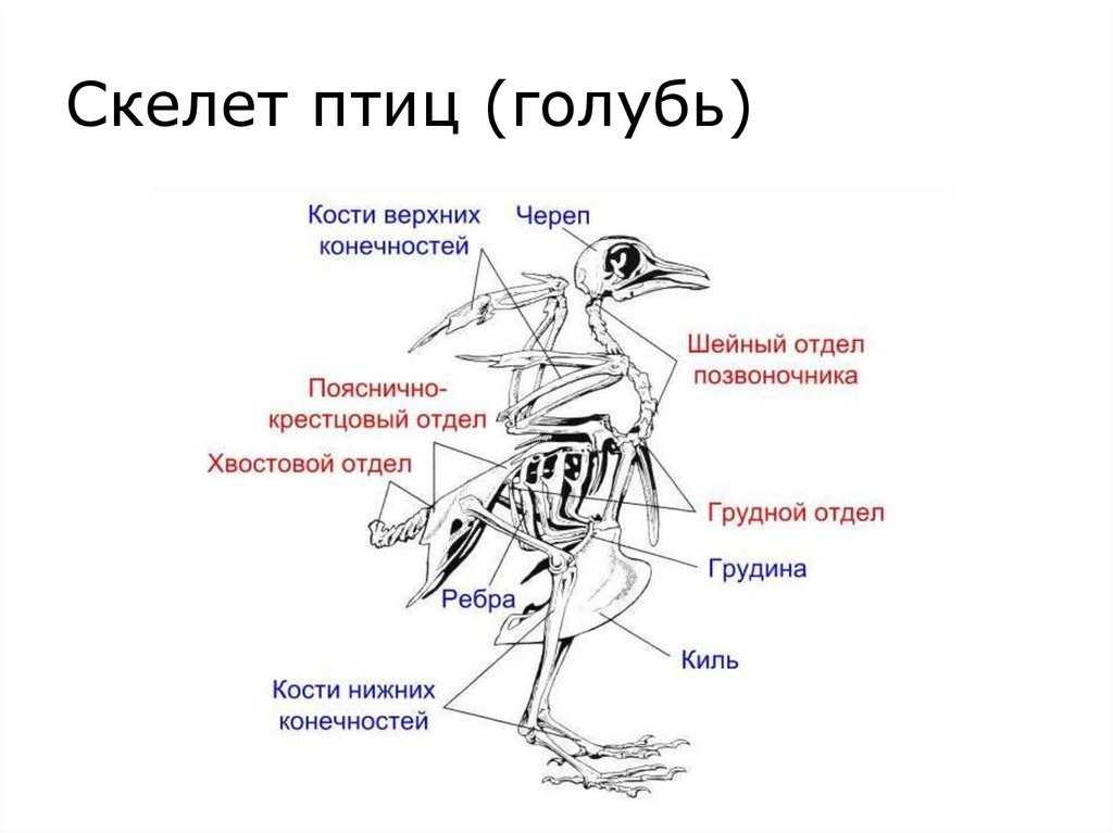 Основные отделы скелета птицы