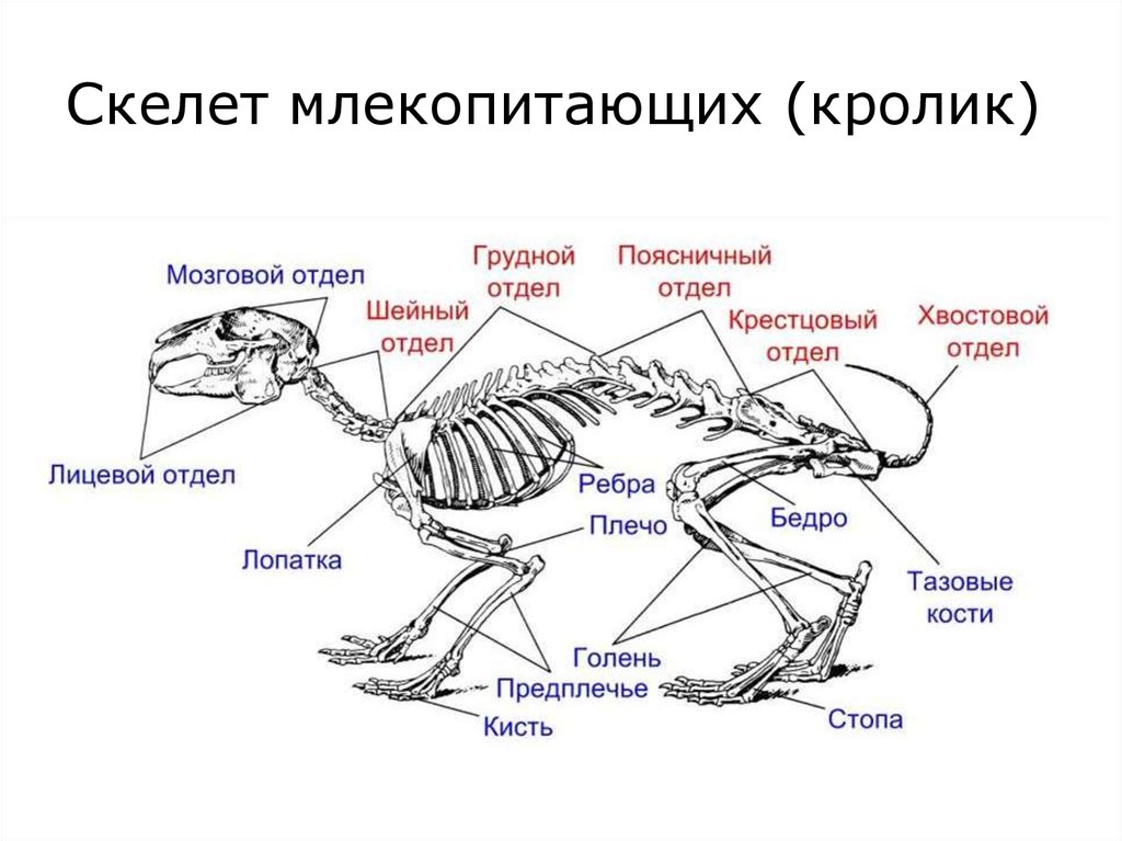 Каких из указанных животных. Опорно двигательная система кролика. Скелет млекопитающих схема кролика. Строение скелета кролика. Скелет млекопитающих кролик.