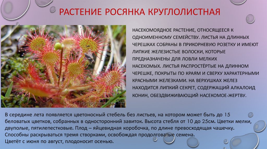 Красная рута растение фото и описание