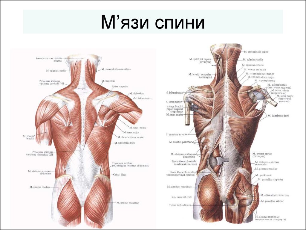 Глубокие мышцы спины анатомия латынь