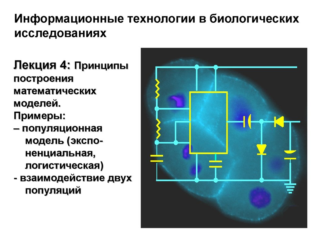 Принцип 4 поколений. Принципы построения математических моделей. Математические модели в биологии. Принцип 4 d. Математи́ческая моде́ль в современной технологии.