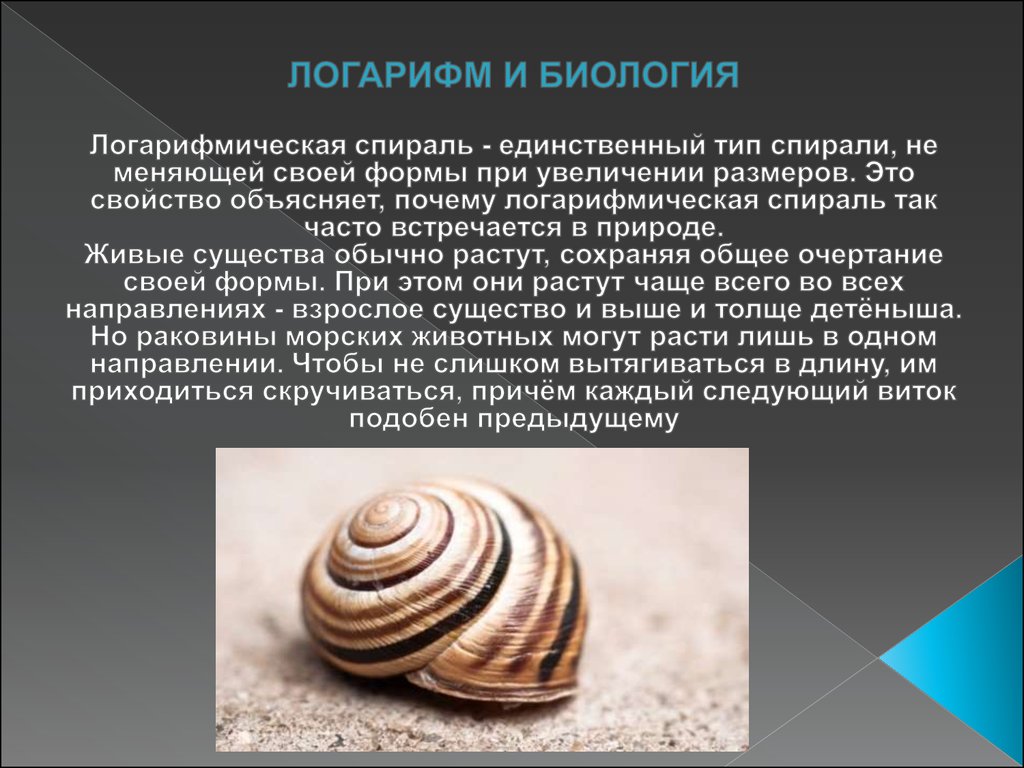 Логарифмы в науке. Логарифмическая спираль в природе. Применение логарифмов в природе. Логарифмы в жизни. Логарифмы в природе и технике.