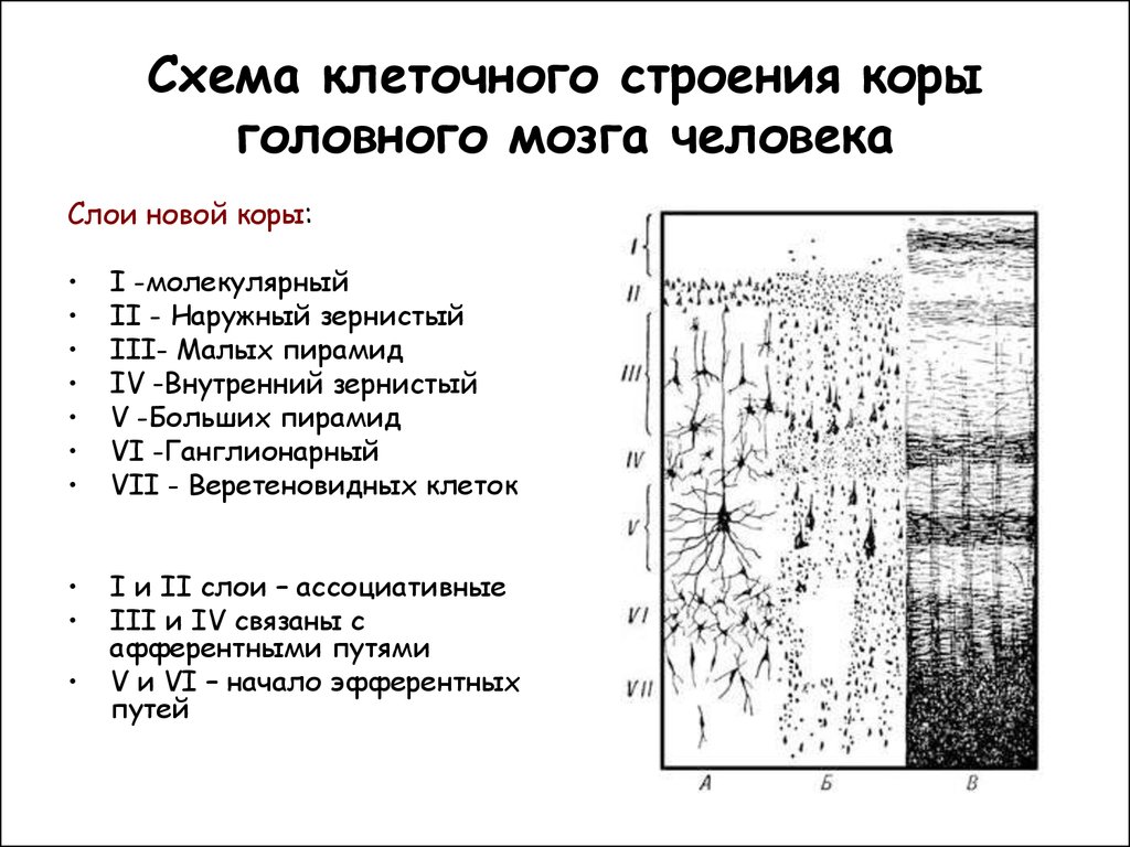 Общий план строения коры больших полушарий