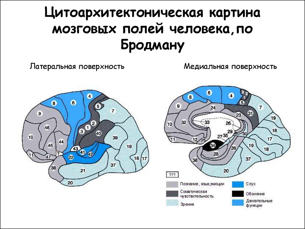 Карта полей мозга по бродману