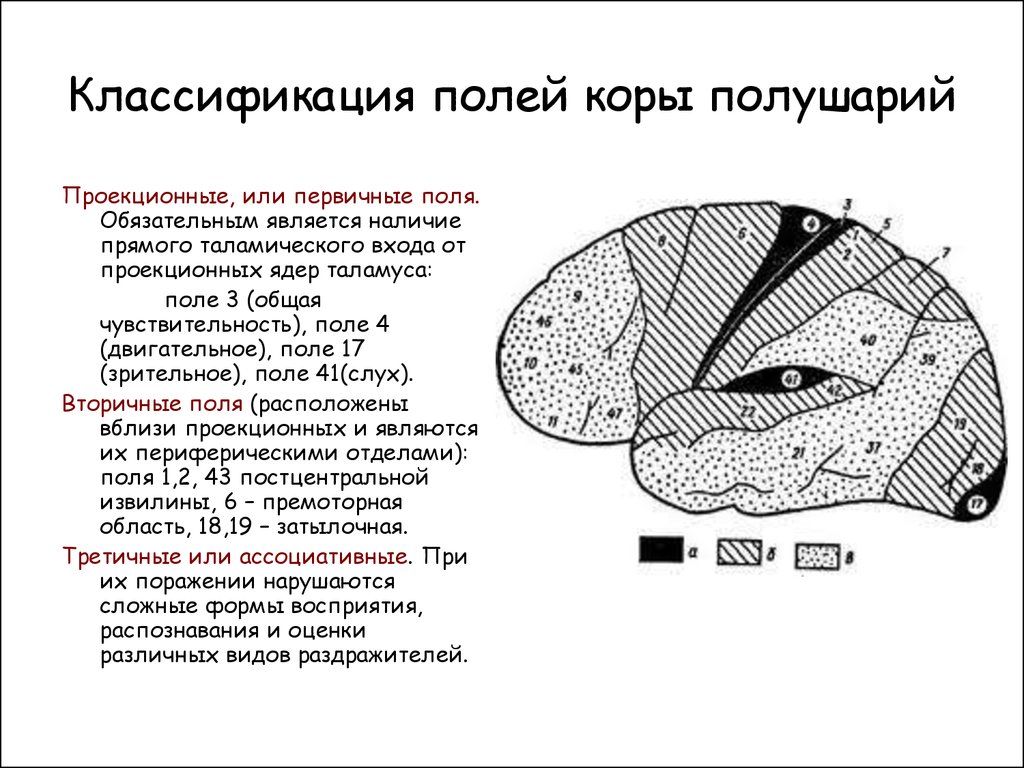 Первичный мозг. Поля по Бродману первичные вторичные третичные поля. Первичные поля коры больших полушарий мозга и их функции. Первичные, вторичные, третичные коры больших полушарий. Первичные и вторичные поля коры головного мозга.