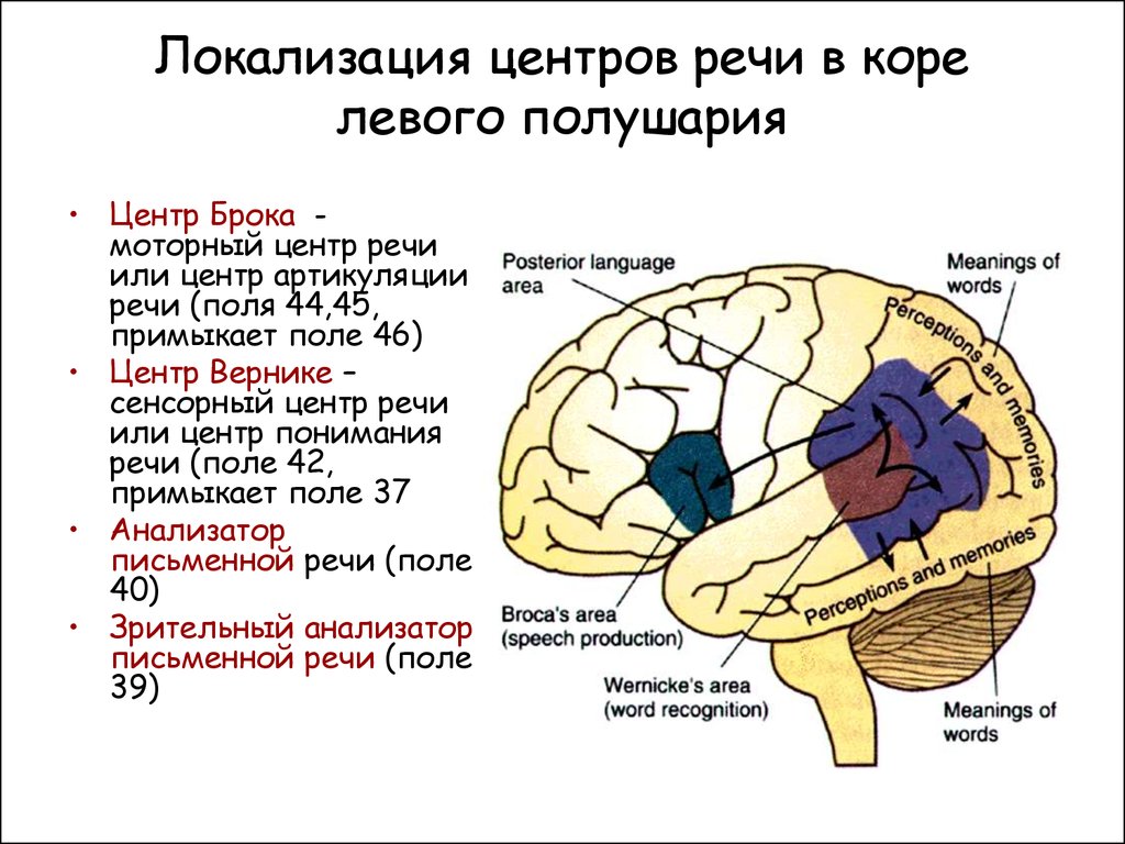 Основные зоны мозга. Двигательно речевой центр Брока. Речевые зоны мозга Брока и Вернике. Двигательный центр речи, центр Брока, расположен. Центр Брока и Вернике функции.