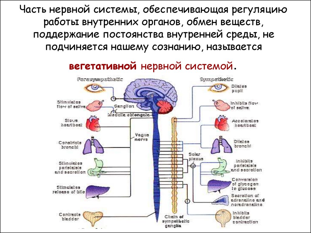 Как нервная система регулирует органы. Центральная регуляция функций вегетативной нервной системы.. Вегетативной регуляции функции внутренних органов. ВНС регуляция деятельности внутренних органов. Автономный отдел нервной системы нейрогуморальная регуляция.