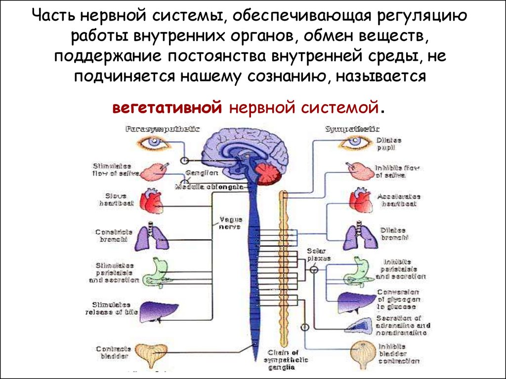 Роль отделов цнс