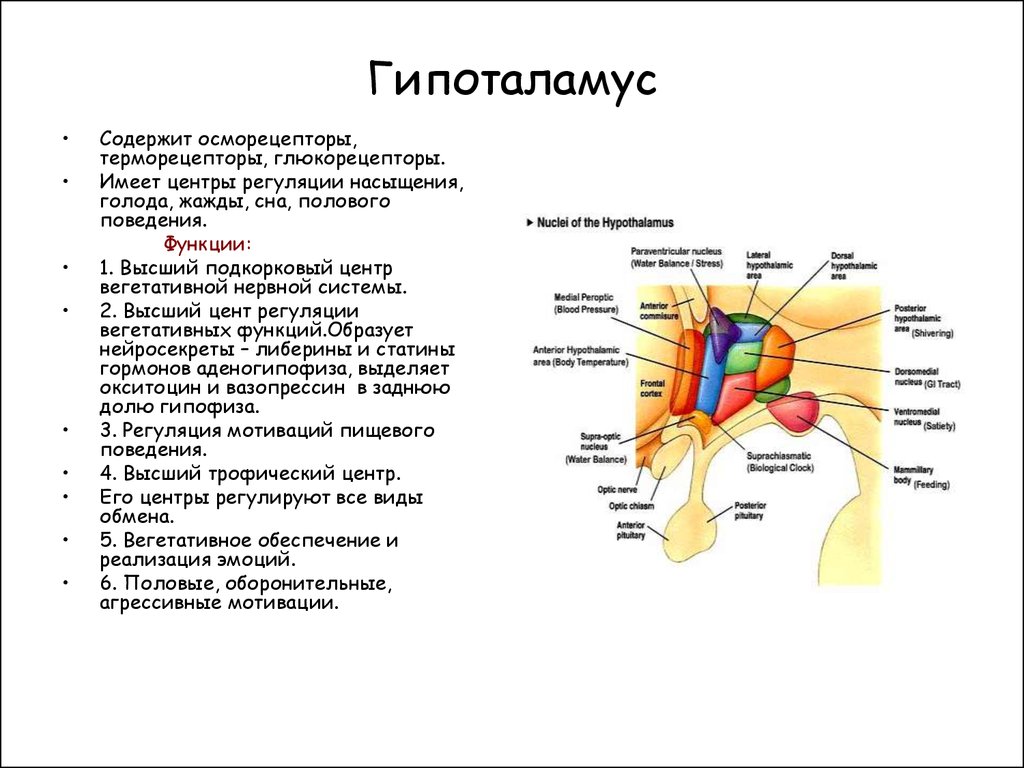 Гипоталамус что это. Анатомические структуры гипоталамуса. Гипоталамус строение и расположение. Функции отдела гипоталамуса. Отделы и ядра гипоталамуса.