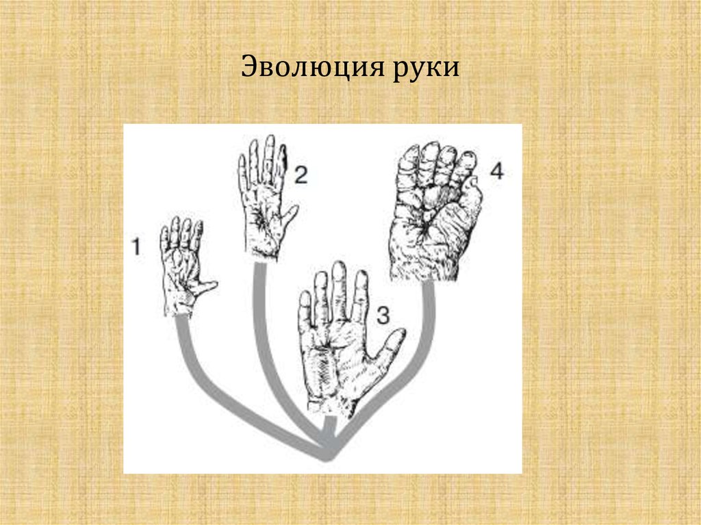 Карта изменения рук. Эволюция кисти человека. Эволюция кисти руки человека. Изменение кисти Антропогенез. Изменения рук человека с эволюцией.